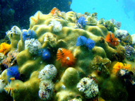 various coral representing the clients Invaluable Resources have worked for in copywriting and SEO