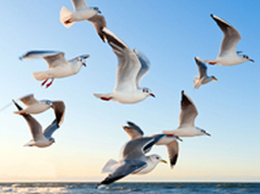 many gulls in flight as Invaluable Resource offer many types of copywriting services