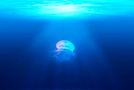 Jellyfish rising to the top as your website will with SEO from Invaluable Research