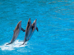 dolphins rising as profiles & pages rise with help from Invaluable Resource