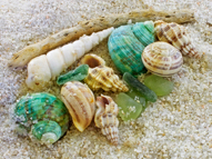 seashells representing various SEO and copywriting jobs Invaluable Resource has completed.
